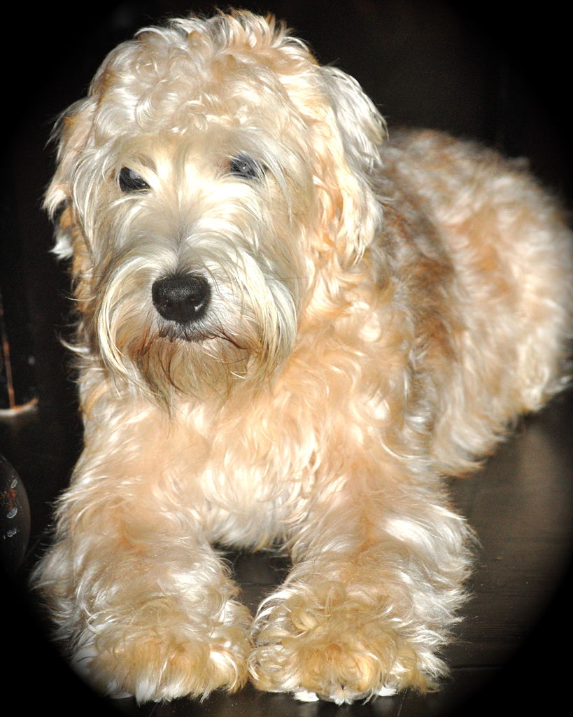 Soft coated wheaten terrier dogs for sale